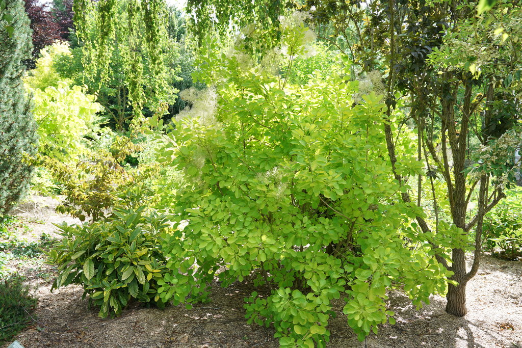 Proven Winners Winecraft Gold Smokebush - Thumbnail 4