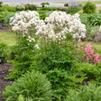 Cotton Ball Thalictrum with white blooms and green foliage