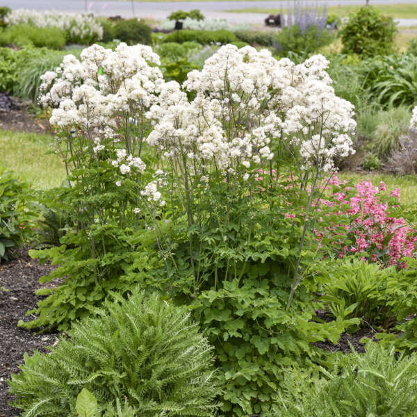 Cotton Ball Thalictrum with white blooms and green foliage