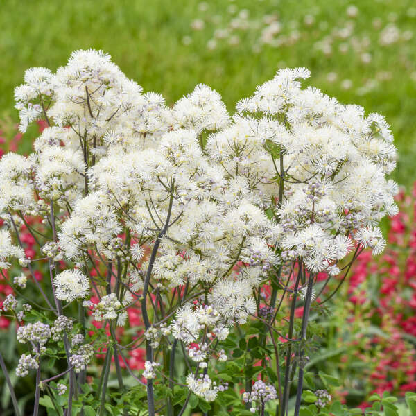 Cotton Ball thalictrum with fluffy white flower clusters