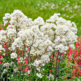 Cotton Ball thalictrum with fluffy white flower clusters