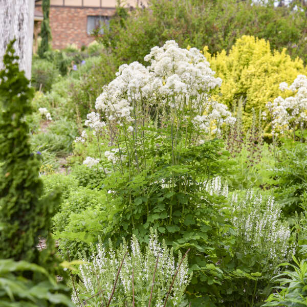 Cotton Ball Thalictrum with white blooms in a pot
