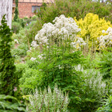 Cotton Ball Thalictrum with white blooms in a pot