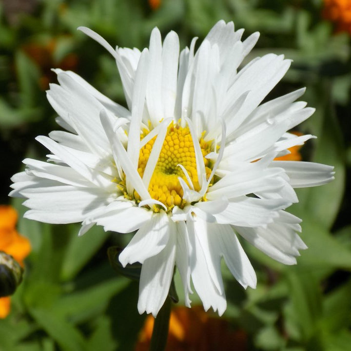 Crazy Daisy leucanthemum with white daisies in a pot