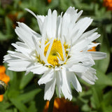 Crazy Daisy leucanthemum with white daisies in a pot