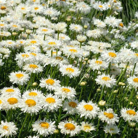 Crazy Daisy leucanthemum with white daisies and yellow centers