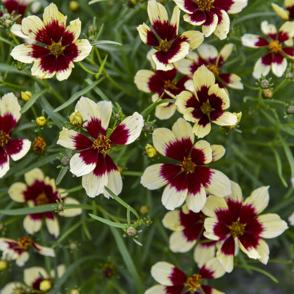 Coreopsis verticillata 'Creamy Calico' in a pot