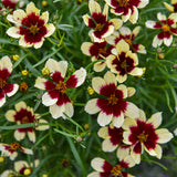 Coreopsis verticillata 'Creamy Calico' in a pot
