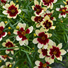 Coreopsis verticillata 'Creamy Calico' in a pot