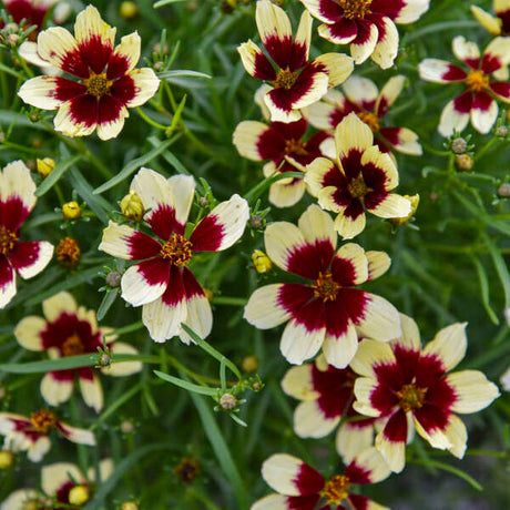 Coreopsis verticillata 'Creamy Calico' in a pot