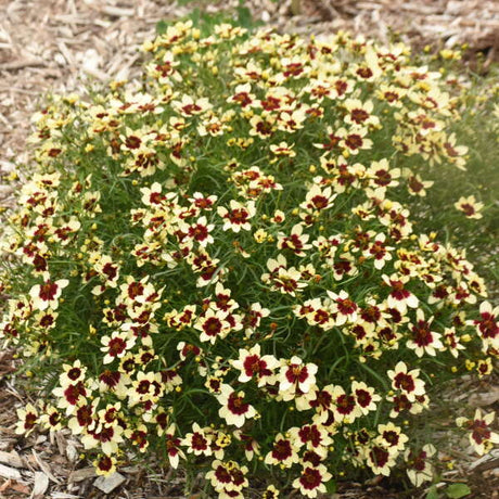 Coreopsis verticillata 'Creamy Calico' with cream flowers in pot