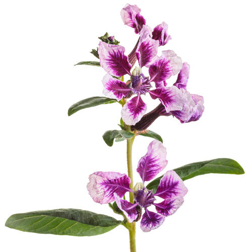 Cuphea with frosted violet flowers in a pot