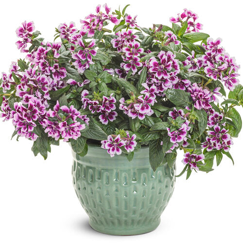 Totally Tempted Frosted Violets cuphea in a pot