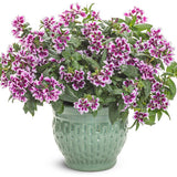 Totally Tempted Frosted Violets cuphea in a pot