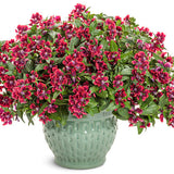 Rich red Cuphea in a pot with small tubular blooms