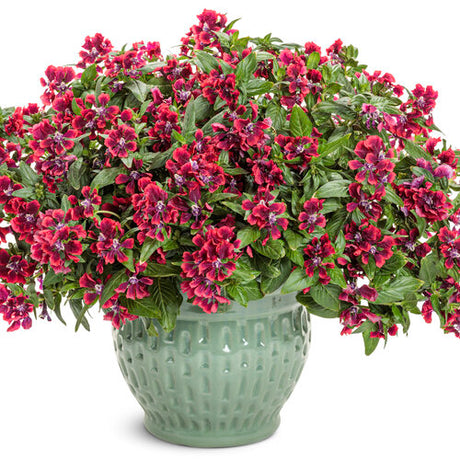 Rich red Cuphea in a pot with small tubular blooms