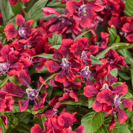 Totally Tempted Richly Red cuphea in a pot