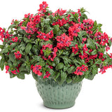 Cuphea with pink and white blooms in a black pot