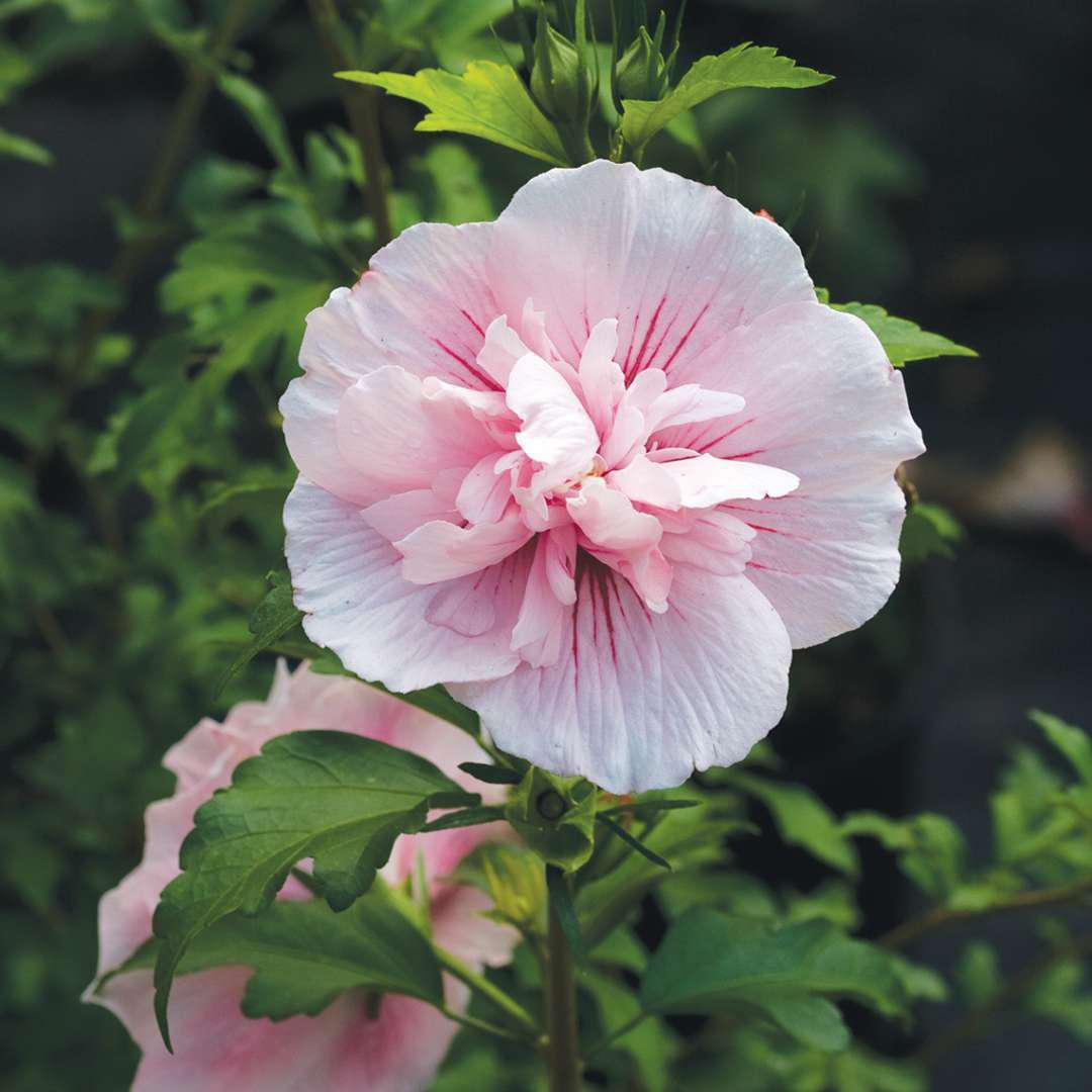 Pink CHIFFON Rose of Sharon with pink blooms in a pot