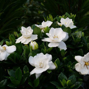 Gardenia in a pot with glossy green leaves