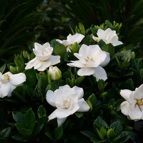 Gardenia in a pot with glossy green leaves