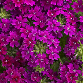Superbena Royale Plum Wine verbena in a pot