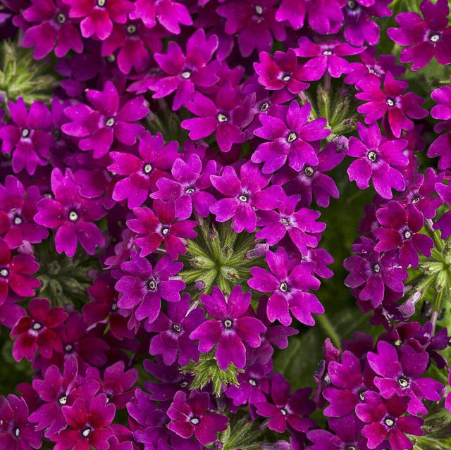 Superbena Royale Plum Wine verbena in a pot