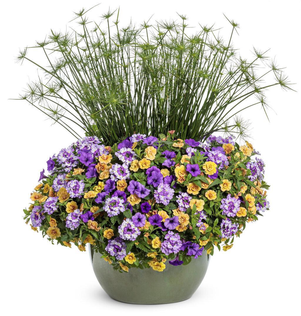 Queen Tut dwarf papyrus in a pot with tall green stems
