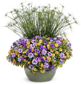Queen Tut dwarf papyrus in a pot with tall green stems