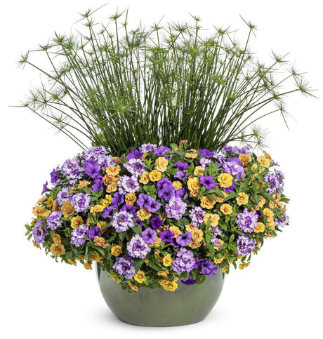 Queen Tut dwarf papyrus in a pot with tall green stems