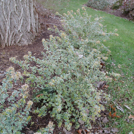 MUCHO GUSTO™ abelia in a nursery pot