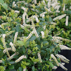 SCENTLANDIA® Sweetspire in a nursery pot