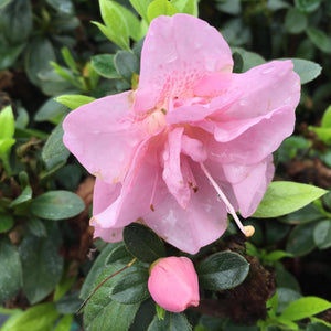 Double pink azalea blossoms in a nursery pot