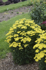 Achillea Firefly Sunshine in a nursery pot