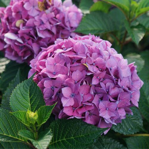 LET'S DANCE LOVABLE® Bigleaf Hydrangea – Creekside Nursery, Inc