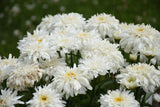 Amazing Daisies Marshmallow Shasta Daisy in bloom