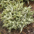 Crested Japanese painted fern in a pot with frilled fronds