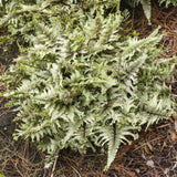 Crested Japanese painted fern in a pot with frilled fronds