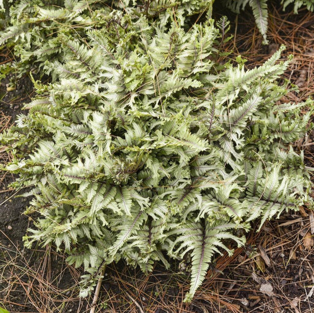 Crested Japanese painted fern in a pot with frilled fronds