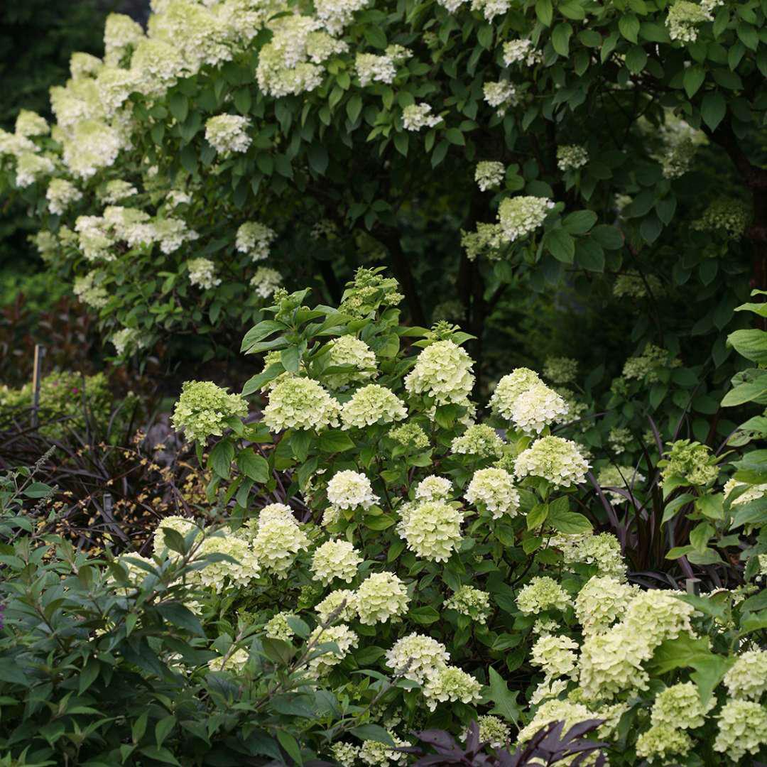 Little Lime hydrangea with pale green blooms in a pot