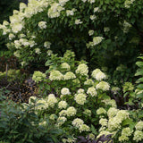 Little Lime hydrangea with pale green blooms in a pot