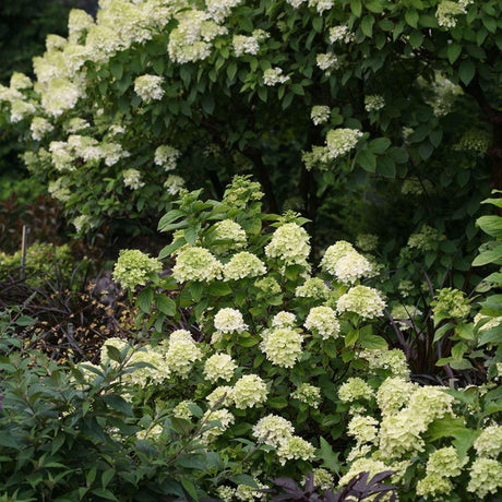 Little Lime hydrangea with pale green blooms in a pot