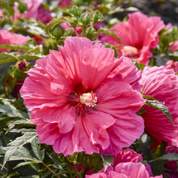 'Watermelon Ruffles' Hibiscus | Creekside Champions™