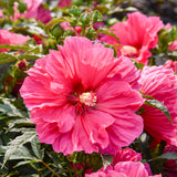 'Watermelon Ruffles' Hibiscus | Creekside Champions™