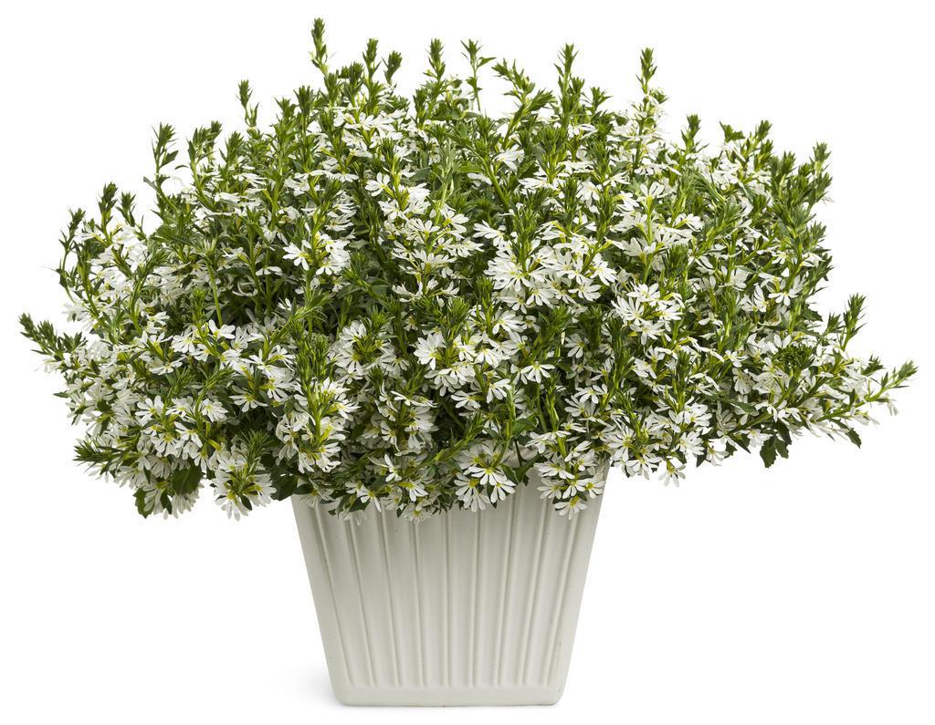 White scaevola with white fan-shaped flowers in a pot