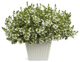White scaevola with white fan-shaped flowers in a pot