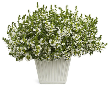 White scaevola with white fan-shaped flowers in a pot