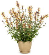 Agastache 'Queen Nectarine' with peach flowers in bloom