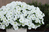 White petunia blooms in a hanging basket container