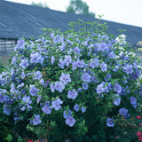 Blue Chiffon Rose of Sharon with lavender blooms and green leaves